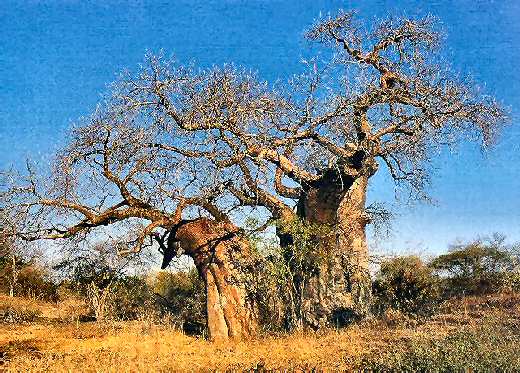 Le baobab, omniprsent au Sngal et une carte du pays