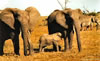 Eléphants dans l'Amboséli