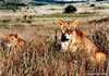 Lionnes dans le Masai Mara