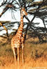 Girafe - Amboséli