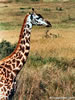 Girafe - Méru