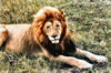 Le roi lion - Amboséli