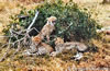 Jeunes guépard - Amboséli