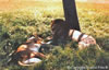 Couple de lions - Amboséli