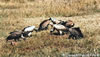 Vautours - Masai Mara