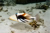 Fond sous-marin aux Maldives - Poisson Perroquet