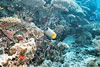 Fond sous-marin aux Maldives