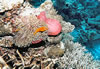 Fond sous-marin aux Maldives - Poisson clown dans son anémone