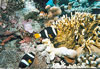 Fond sous-marin aux Maldives - Poissons clowns