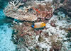 Fond sous-marin aux Maldives - Poisson Empereur