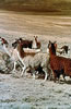 Pérou - Troupeau de lamas dans l'Altiplano