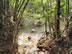 Forêt et ruisseau dominicain