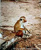 Sri Lanka - Macaque couronné